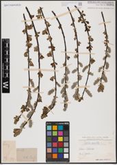 Foto von Salix aurita L.